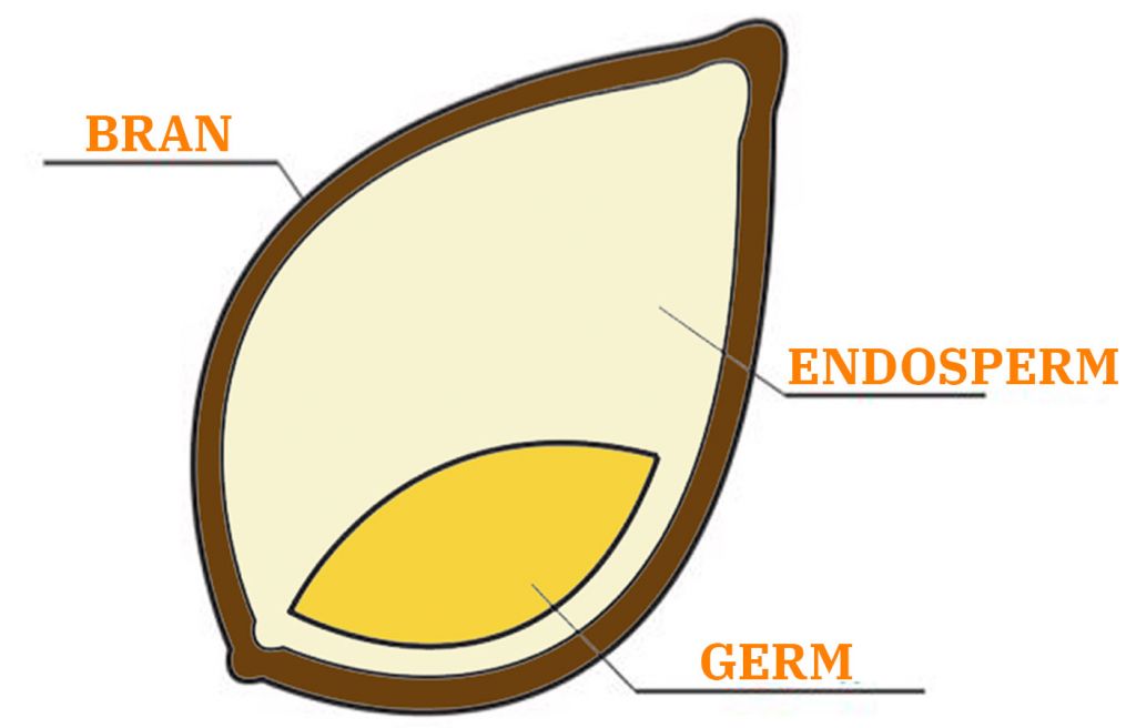 parts of a whole grain